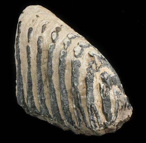 Partial Southern Mammoth Molar - Hungary #45551